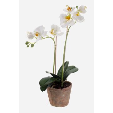 Silk orchid MINA in a terracotta pot, white, 18"/45cm, Ø2.4"-3.1"/6-8cm