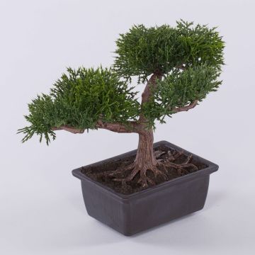 Artificial bonsai cedar ALVARI with roots, in decorative bowl, 8"/20cm Artificial bonsai cedar ALVARI with roots, in decorative bowl, 8"/20cm