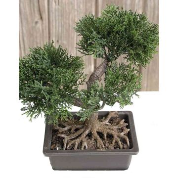 Artificial bonsai cedar ALVARI with roots, in decorative bowl, 8"/20cm Artificial bonsai cedar ALVARI with roots, in decorative bowl, 8"/20cm