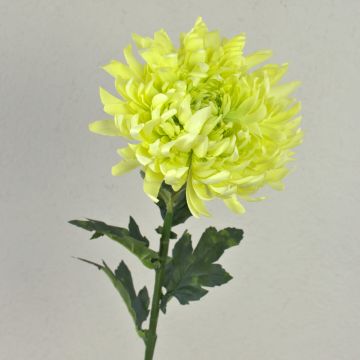 Plastic chrysanthemum KESARA, cream-green, 26"/65cm, Ø6"/16cm Plastic chrysanthemum KESARA, cream-green, 26"/65cm, Ø6"/16cm