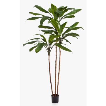 Artificial Cordyline KAIA, real stems, green, 7ft/210cm Artificial Cordyline KAIA, real stems, green, 7ft/210cm