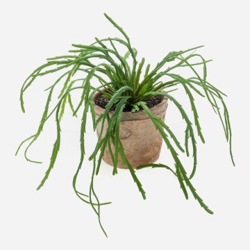 Fake rhipsalis HADRIAN, in a terracotta pot, green, 14"/35cm