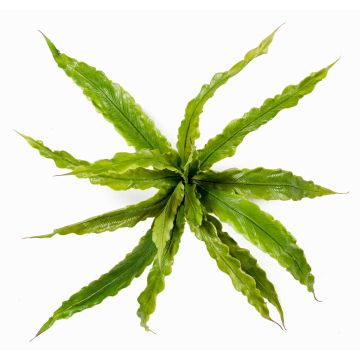 Artificial Bird's-nest fern FRANNY, green, 12"/30cm, Ø12"/30cm