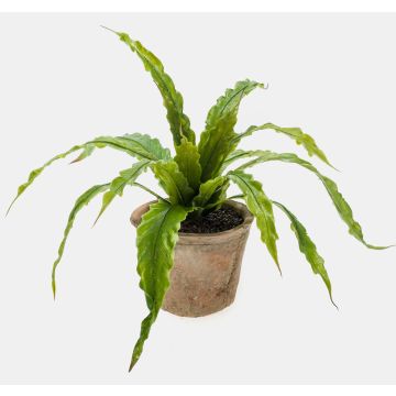Artificial Bird's-nest fern FRANNY, terracotta pot, green, 12"/30cm, Ø12"/30cm