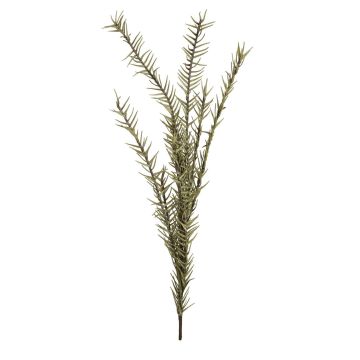 False rosemary MICHAELA, spike crossdoor, green, 4ft/120cm