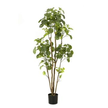 Fake Polyscias FILARO, artificial stems, green, 5ft/160cm Fake Polyscias FILARO, artificial stems, green, 5ft/160cm