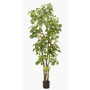 Fake Polyscias FILARO, artificial stems, green, 6ft/195cm