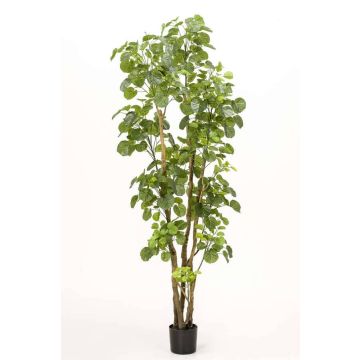Fake Polyscias FILARO, artificial stems, green, 6ft/195cm Fake Polyscias FILARO, artificial stems, green, 6ft/195cm