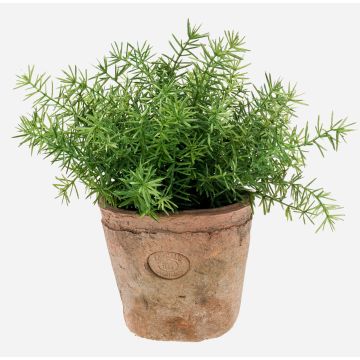 Artificial asparagus LUCANO, terracotta pot, 8"/20cm, Ø8"/20cm