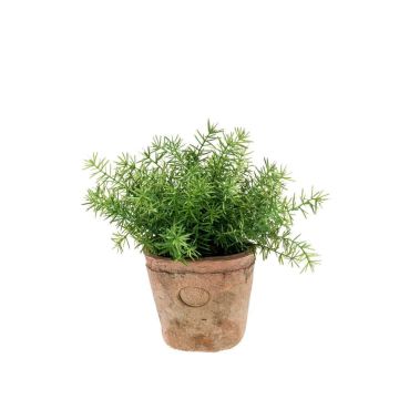 Artificial asparagus LUCANO, terracotta pot, 8"/20cm, Ø8"/20cm