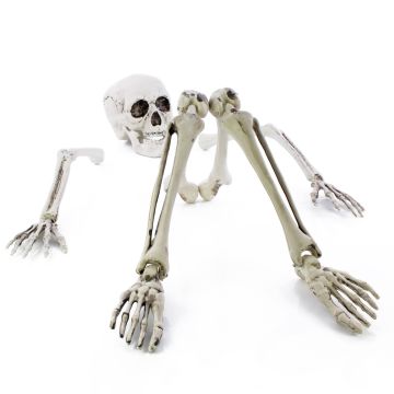 Halloween decoration: Skeleton parts ADALBERT with 5 ground stakes, 19cm, 45cm, 66cm
