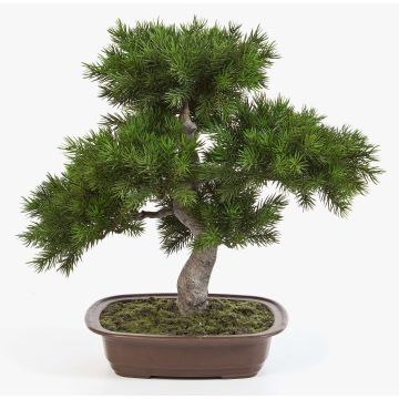 Plastic Bonsai pine SELENA, in a bonsai pot, green, 20"/50cm Plastic Bonsai pine SELENA, in a bonsai pot, green, 20"/50cm