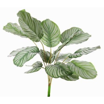 Artificial Calathea Orbifolia ZAIDA, spike, green, 30"/75cm Artificial Calathea Orbifolia ZAIDA, spike, green, 30"/75cm