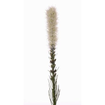 Fake liatris spicata MITSA, cream, 31"/80cm, Ø2.4"/6cm