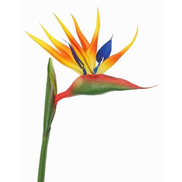 Fake strelitzia LATIFA, orange-violet, 31"/80cm, 7"x8"/17x20cm