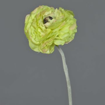 Fake ranunculus ALIMA, green, 14"/35cm, Ø3.1"/8cm Fake ranunculus ALIMA, green, 14"/35cm, Ø3.1"/8cm