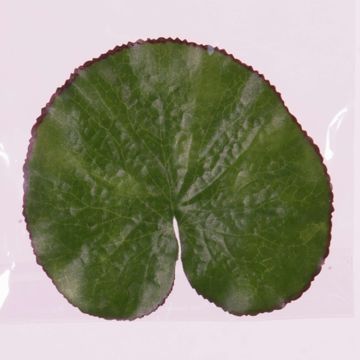Fake water lily leaf AJAY, floating, green, Ø5.1"/13cm
