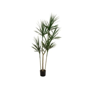Plastic Dracaena Marginata REBEKKAH, artificial trunks, green, 6ft/170cm