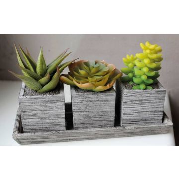 Artificial succulent arrangement SYLVIA in decorative pots, green, 7.5"x3"x4.3"/19x7,5x11cm