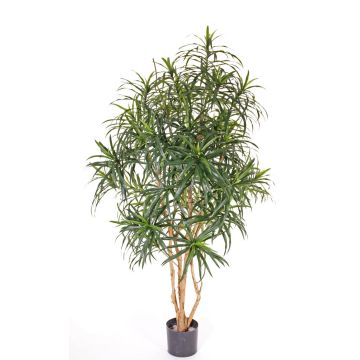 Fake dracaena reflexa PHILOMENA, real trunks, green, 5ft/160cm Fake dracaena reflexa PHILOMENA, real trunks, green, 5ft/160cm