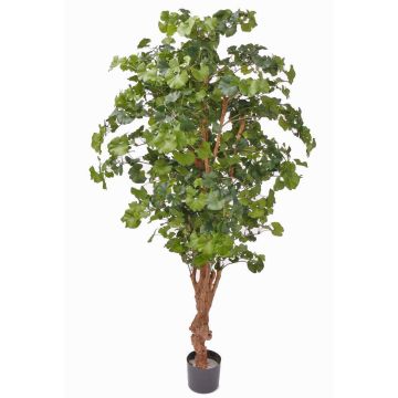 Artificial ginkgo CAI, natural trunk, 6ft/180cm Artificial ginkgo CAI, natural trunk, 6ft/180cm