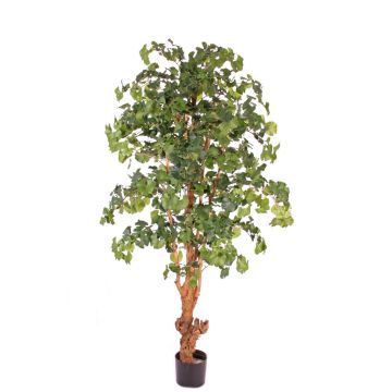 Artificial ginkgo CAI, natural trunk, 6ft/180cm Artificial ginkgo CAI, natural trunk, 6ft/180cm