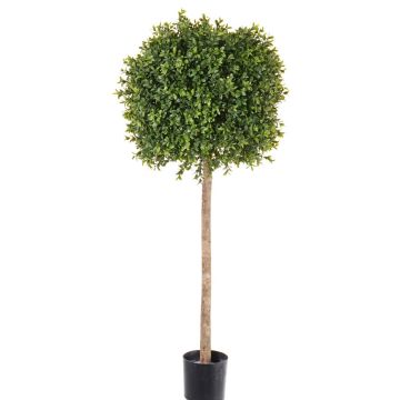 Fake boxwood THORIS, natural trunk, 3ft/105cm, Ø16"/40cm Fake boxwood THORIS, natural trunk, 3ft/105cm, Ø16"/40cm