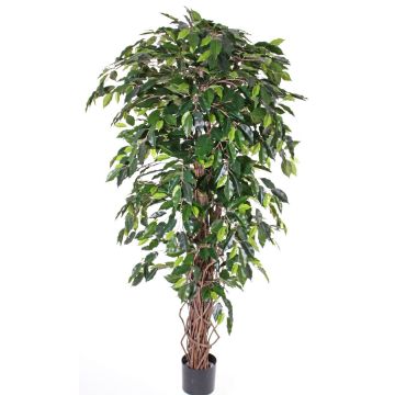 Fake ficus benjamina BERGLIND, natural trunks, green, 5ft/150cm Fake ficus benjamina BERGLIND, natural trunks, green, 5ft/150cm