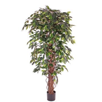Fake ficus benjamina BERGLIND, natural trunks, green, 6ft/180cm Fake ficus benjamina BERGLIND, natural trunks, green, 6ft/180cm