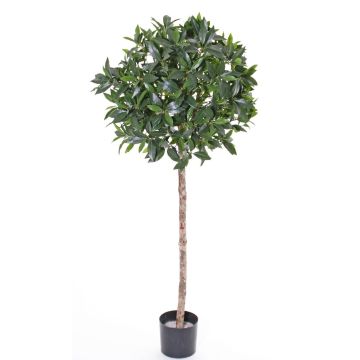 Fake cherry laurel ball ALEXIOS, real trunk, fruits, 5ft/145cm, Ø24"/60cm Fake cherry laurel ball ALEXIOS, real trunk, fruits, 5ft/145cm, Ø24"/60cm