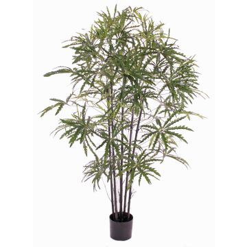 Artificial aralia CARLIE, fake trunks, green, 5ft/150cm Artificial aralia CARLIE, fake trunks, green, 5ft/150cm