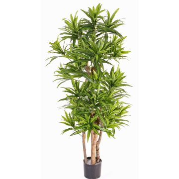 Artificial dracaena reflexa JEMIMA, natural trunks, green, 4ft/120cm
