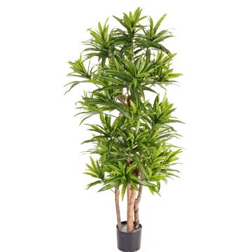 Artificial dracaena reflexa JEMIMA, natural trunks, green, 4ft/120cm Artificial dracaena reflexa JEMIMA, natural trunks, green, 4ft/120cm