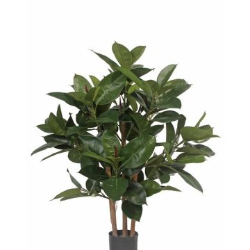 Fake rubber tree KAYDEN, natural trunks, green, 31"/80cm Fake rubber tree KAYDEN, natural trunks, green, 31"/80cm