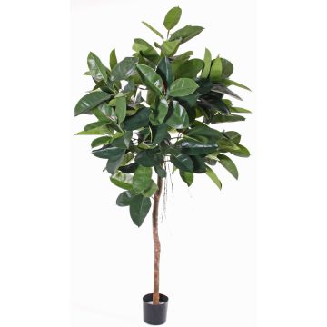 Fake rubber tree AMREI, natural trunk, green, 5ft/150cm Fake rubber tree AMREI, natural trunk, green, 5ft/150cm