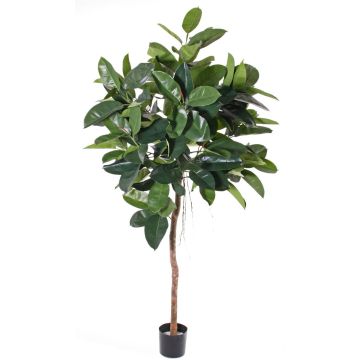 Fake rubber tree AMREI, natural trunk, green, 5ft/150cm Fake rubber tree AMREI, natural trunk, green, 5ft/150cm