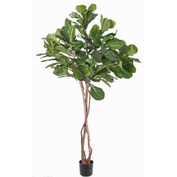 Fake ficus lyrata HARVEY, natural trunks, green, 6ft/190cm Fake ficus lyrata HARVEY, natural trunks, green, 6ft/190cm
