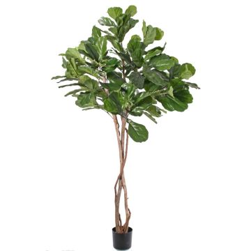 Fake ficus lyrata HARVEY, natural trunks, green, 6ft/190cm Fake ficus lyrata HARVEY, natural trunks, green, 6ft/190cm