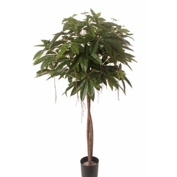 Fake pachira CASSY, natural trunks, 5ft/150cm Fake pachira CASSY, natural trunks, 5ft/150cm