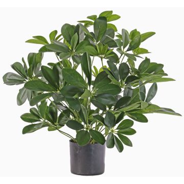 Silk schefflera LUKAS in decorative pot, green, 22"/55cm Silk schefflera LUKAS in decorative pot, green, 22"/55cm