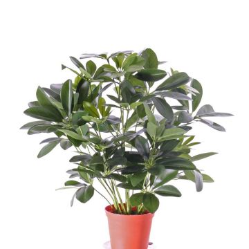 Silk schefflera LUKAS in decorative pot, green, 22"/55cm Silk schefflera LUKAS in decorative pot, green, 22"/55cm