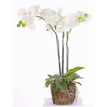 Fake phalaenopsis orchid MARGIT in bale of soil, white, 26"/65cm