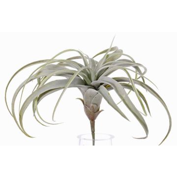 Silk tillandsia cites ANELIA on spike, green-grey, 12"/30cm Silk tillandsia cites ANELIA on spike, green-grey, 12"/30cm