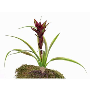 Fake guzmania ANELY with flowers, on spike, red, 16"/40cm Fake guzmania ANELY with flowers, on spike, red, 16"/40cm