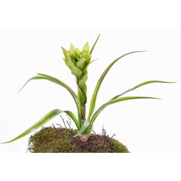 Fake guzmania ANELY with flowers, on spike, green, 16"/40cm Fake guzmania ANELY with flowers, on spike, green, 16"/40cm