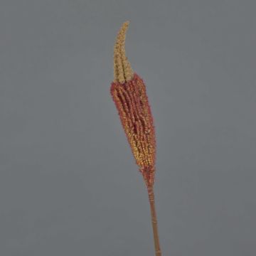 Silk bulbinella TALUNA, brown-orange, 26"/65cm, Ø2.4"/6cm