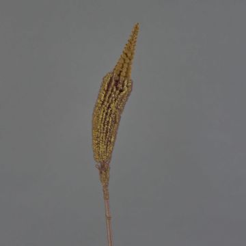 Silk bulbinella TALUNA, light brown, 26"/65cm, Ø2.4"/6cm