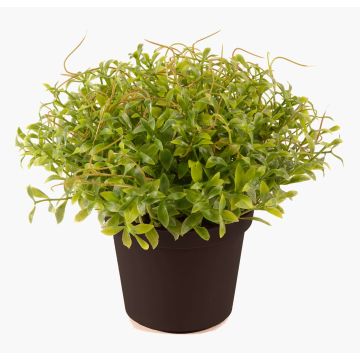 Plastic garden cress YANIS, green, 5.1"/13cm