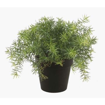 Plastic asparagus sprengeri YANIS, 6"/15cm