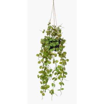 Artificial hanging basket with ceropegia BOLTEN, green, 20"/50cm